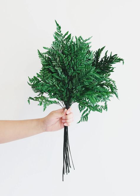 Preserved Greenery Leather Fern | Wedding Greenery | Afloral.com Hassle Free Shipping Leather Leaf, Pampas Grass, Artificial Leather, Grasses, Fern, Plants, Flowers, Green, Leather