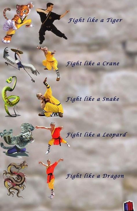 Kung Fu Animal Styles, Kung Fu Tricks, Kung Fu Styles, Martial Arts Styles Kung Fu, Kung Fu Aesthetic, Kung Fu Techniques, Wushu Kung Fu, Kung Fu Moves, Martial Arts Quotes