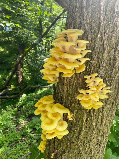 Earth Fairy, Yellow Mushroom, Mushroom Images, Mushroom Plant, Lichen Moss, Growth And Decay, Slime Mould, Bird Food, Cement Pots