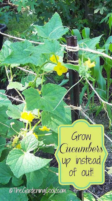 Growing Cucumbers Vertically, Cucumber Trellis Diy, Cucumber Gardening, Garden Hacks Diy, Cucumber Trellis, Vegetable Garden Tips, Vertical Vegetable Garden, Cucumber Plant, Growing Cucumbers