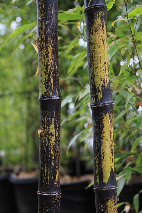 Phyllostachys nigra Bamboo Joints, Phyllostachys Nigra, Foliage Garden, Bamboo Species, Bamboo Seeds, Bamboo Grove, Bamboo Care, Bamboo Sheets Bedding, Bamboo Canes