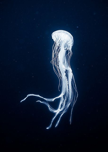 Dancer In The Dark by dmoch Dancer In The Dark, Sea Jellies, Creature Marine, Cnidaria, Bawah Air, Jellyfish Tattoo, Jellyfish Art, Deep Sea Creatures, Underwater Creatures