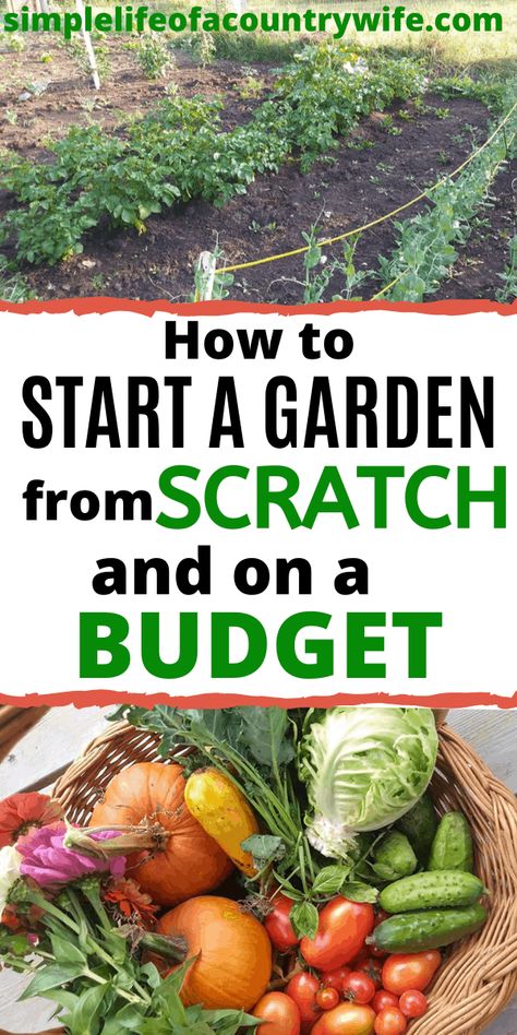 How To Be A Homesteader, How To Start A Home Garden, How To Start A Vegetable Garden Diy, Start Garden In Backyard, Garden On A Budget Diy, How To Start Vegetable Garden, How To Plan A Garden For Beginners, How To Start A Small Garden, How To Start Gardening