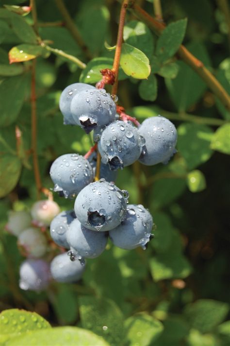 Blueberry – Pruning | Walter Reeves: The Georgia Gardener Pink Lemonade Blueberry, Hosta Care, Highbush Blueberry, Blueberry Plant, Blueberry Fruit, Blueberry Bushes, Growing Grapes, Bountiful Harvest, Starter Plants