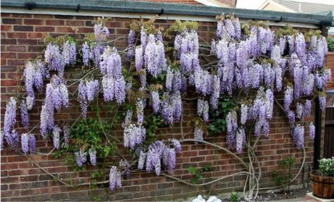 (3) Wisteria - Ignorance is bliss : Grows on You Wisteria Trellis, Wisteria Pergola, Wisteria Garden, Wisteria Plant, Garden Gates And Fencing, Wisteria Tree, Garden Vines, Fine Gardening, The Secret Garden