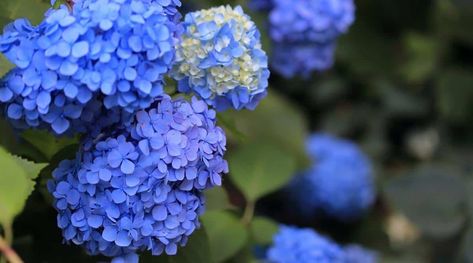 How Much and How Often Should You Water Hydrangeas? Propagate Hydrangea In Water, Hydrangea Root Benefits, Watering Hydrangeas, When Is The Best Time To Transplant Hydrangeas, Transplant Hydrangea, Turning Hydrangeas Blue, Soaker Hose, Rain Gauge, Smooth Hydrangea