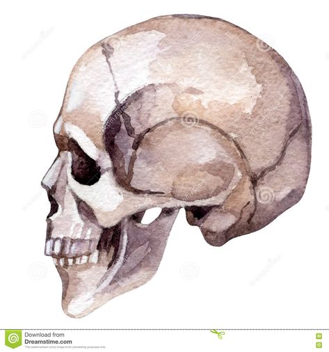 Watercolor human skull stock illustration. Illustration of face - 79036881 Human Skull Side View, Skull Side View, Body Part Drawing, Fall Canvas Painting, Painted Illustration, Fall Canvas, Skulls Drawing, Skull Painting, Drawings Of Friends