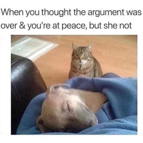 32 Relationship Memes That Are Far Too Relatable - Funny Gallery Funny Quotes For Teens, Funny Cat Memes, Relationship Memes, Funny Cat Pictures, Love Memes, Funny Relationship, Funny Love, Saitama, Funny Animal Pictures