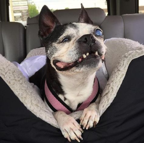 Check out her smile, though! :) Blind Dog, Missing Teeth, My Fantasy World, About Animals, Dog Pin, Her Smile, Cute Little Animals, Cute Funny Animals