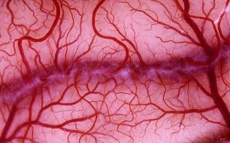 Artificial blood vessels which can survive in the body for up to nine months have been created from stem cells by scientists. Cord Blood Banking, Fractal Patterns, Heart Surgery, Red Blood, Circulatory System, The Flesh, Stem Cells, Blood Vessels, Human Anatomy