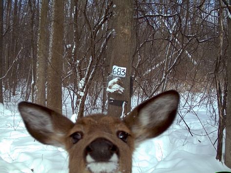 Funny Deer, Deer Pictures, Cute Animals Images, A Deer, Silly Animals, Oui Oui, Animals Images, Funny Animal Pictures, Cute Little Animals