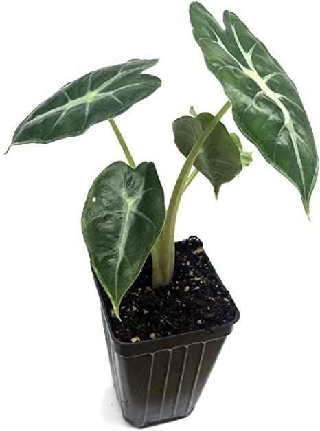 Mandalay Elephant Ear Live Plant - Alocasia Southern Living Plant Collection, Southern Living Plants, Alocasia Plant, Landscaping Garden, Planting Shrubs, Banana Tree, Houseplants Indoor, Elephant Ears, Perfect Plants