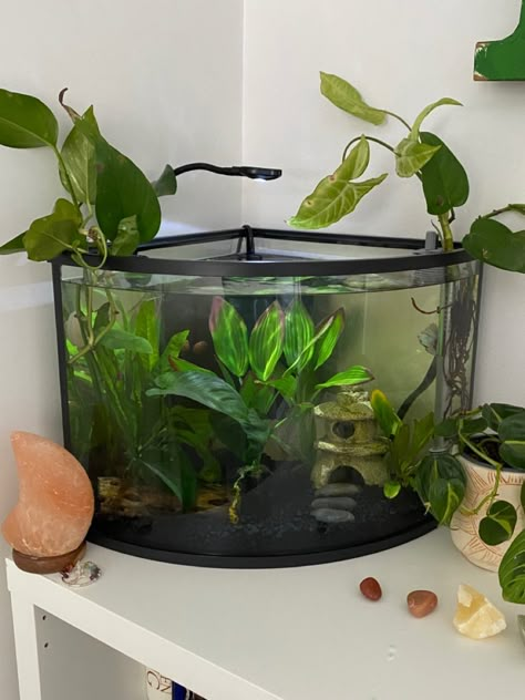 Small Aesthetic Fish Tank, Aesthetic Fishtanks, Gosh Tank Ideas, Small Fish Tank Aesthetic, Betta Fish Tank Ideas Aesthetic, Small Fish Tank Ideas Bedrooms, Small Fish Tank Ideas, Aesthetic Fish Tank, Aesthetic Fish Tank Ideas