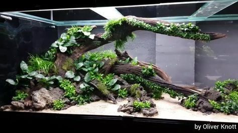 Nature Aquascape, Biotope Aquarium, Fish Tank Terrarium, Cool Fish Tanks, Aquascape Design, Fish Tank Design, Tropical Fish Aquarium, Aquarium Terrarium, Fresh Water Fish Tank