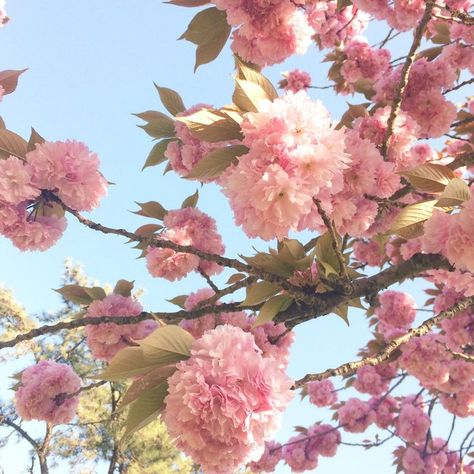 This flower tree is so stunning! It almost looks like pink carnations. Flower Tree, Pink Carnations, Roses Pink, Nothing But Flowers, Spring Plants, Carnation Flower, Pink Photo, Flower Therapy, Instagram Beauty