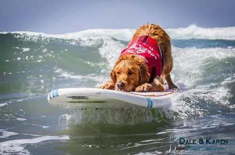 Wherever the waves are choice, that’s where you’ll find Turbo, a loveable Golden Retriever who loves to surf. Puppy Obedience Training, Golden Retriever Funny, Positive Dog Training, Golden Retriever Mix, Easiest Dogs To Train, Dog Training Techniques, Best Dog Training, Retriever Puppy, Dog Training Obedience