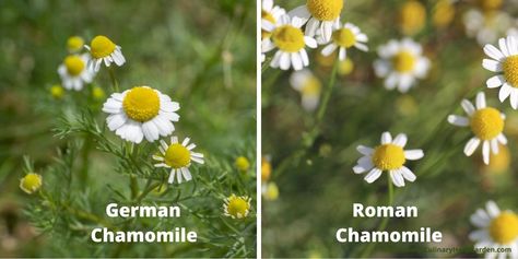 Roman Chamomile Plant, Roman Camomile, Herbal Living, Wild Chamomile, German Chamomile Essential Oil, Chamomile Plant, German Chamomile, Attracting Beneficial Insects, Aromatic Oils