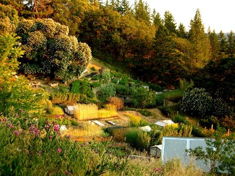 Biointensive Gardening, Sacred Garden, Future Farms, Natural Ecosystem, Mini Farm, Healthy Garden, Sustainable Farming, Urban Farming, Growing Food