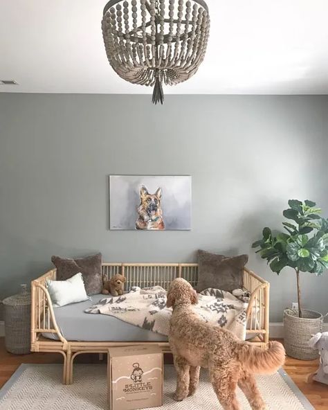 Sw Magnetic Gray Kidsroom Sherwin Williams Magnetic Gray, Magnetic Gray, Big Kid Bedroom, Sherwin Williams Gray, Toddler Bedroom, Kid Bedroom, Sherwin Williams Colors, Baby Boy Room Nursery, Grey Paint Colors