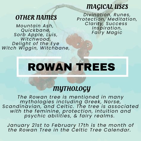 Rowan Tree Meaning, Rowan Tree Art, Tree Magical Properties, Rowan Tree Tattoo, Rowan Plant, Astro Journal, Sona Inspiration, Lunar Living, Celtic Tree Calendar