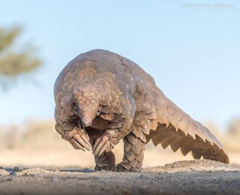 Pangolin Pangolin Drawing, Pangolin Skeleton, Giant Pangolin, Chinese Pangolin, Ground Pangolin, Pangolin Art, Indian Pangolin, Types Of Animals, Rare Animals