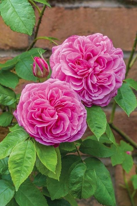 David Austin Climbing Roses, Rose Hedge, Gertrude Jekyll, Best Roses, Fragrant Roses, Famous Gardens, Fragrant Garden, Climbing Rose, Rose Gardens