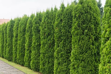 Thuja Occidentalis Smaragd 180-200cm | Hedgeplants-heijnen.co.uk Emerald Arborvitae, Arborvitae Landscaping, Green Giant Arborvitae, Giant Arborvitae, Thuja Green Giant, Emerald Green Arborvitae, Fast Growing Evergreens, Arborvitae Tree, Thuja Occidentalis