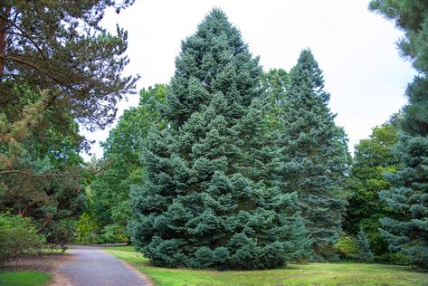 White Fir (Abies concolor) is a beautiful evergreen native to western North America that is a great landscape addition for gardens of all sizes. Judas Tree, Types Of Trees, White Fir, Eastern Redbud, Arbor Day, Tree Plan, Bald Cypress, Farmhouse Landscaping, Fir Trees