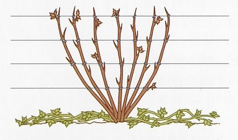 Pruning Your Boysenberry Plants - Growing And Gathering Vines Ideas, Garden Chart, Growing Berries, Vege Garden, Pruning Roses, Edible Landscape, Rhubarb Plants, Blue Farmhouse, Floribunda Roses