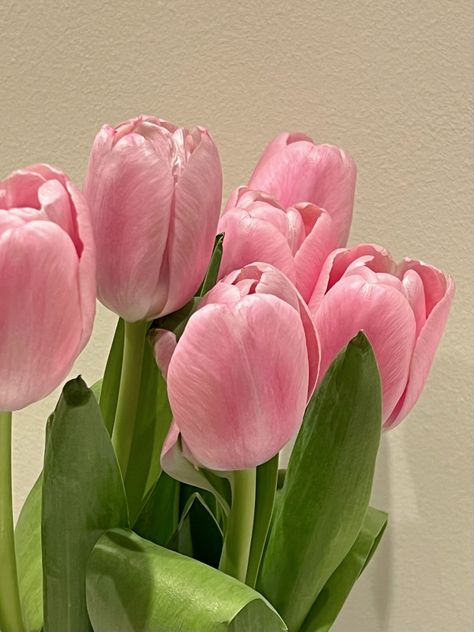 Flowers fresh flowers aesthetic tulips pink Fresh Flowers Aesthetic, Flowers Aesthetic Tulips, Tulip Flower Pictures, Aesthetic Tulips, Tulips Pink, Beautiful Tulips, Pink Lifestyle, Tulips Garden, Nothing But Flowers