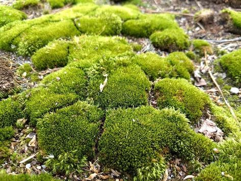 19 Types of Mosses For Your Garden | Trees.com Moss Graffiti, Types Of Moss, Growing Moss, Moss Plant, Dry Garden, Moss Terrarium, Moss Garden, Garden Types, Moon Garden