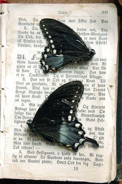 Pressed Butterfly, Science Aesthetic, Butterflies, Poetry, Created By, Science, Writing, White, Black