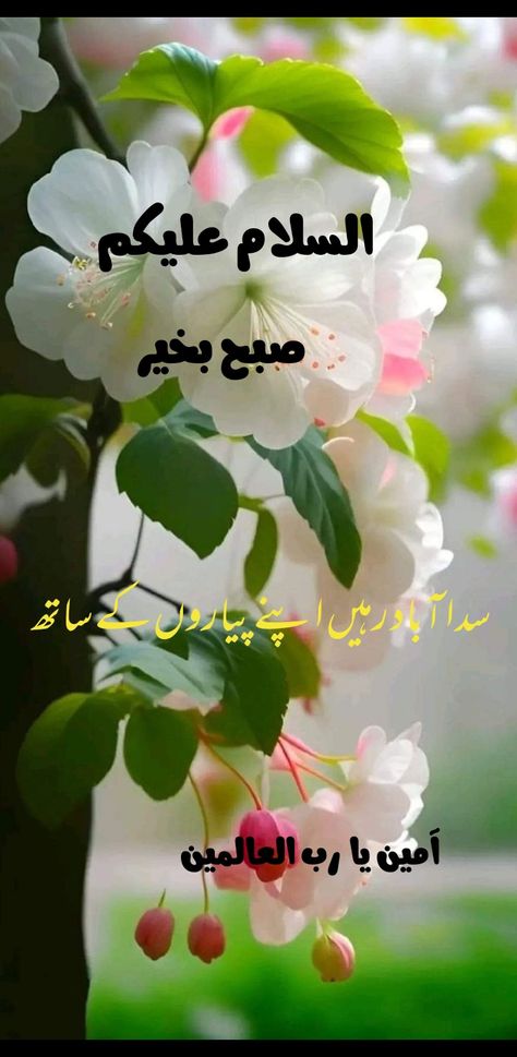 Suba Bakhair, Best Quotes Images, Flowers Quotes, Morning Nature, Assalamualaikum Image, Good Morning Nature, Good Morning Flowers Quotes, Assalamu Alaikum, Good Morning Images Flowers