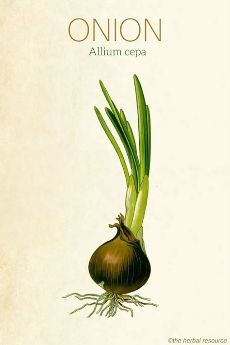 Onion – Uses and Health Benefits as a Medicinal Herb                                                                                                                                                                                 More Onion Uses, Medicinal Herb, Matcha Benefits, Coconut Health Benefits, Benefits Of Coconut Oil, Herbal Healing, Healing Herbs, Medicinal Herbs, Medicinal Plants