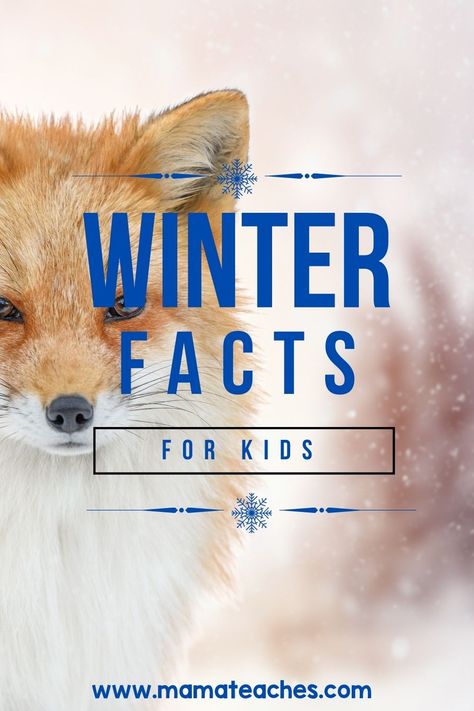 Winter Facts for Kids - Mama Teaches Snow Facts, Winter Trivia, Interesting Facts For Kids, Winter Jokes, Animal Facts For Kids, Animals That Hibernate, Daycare Themes, False Facts, Fun Facts For Kids