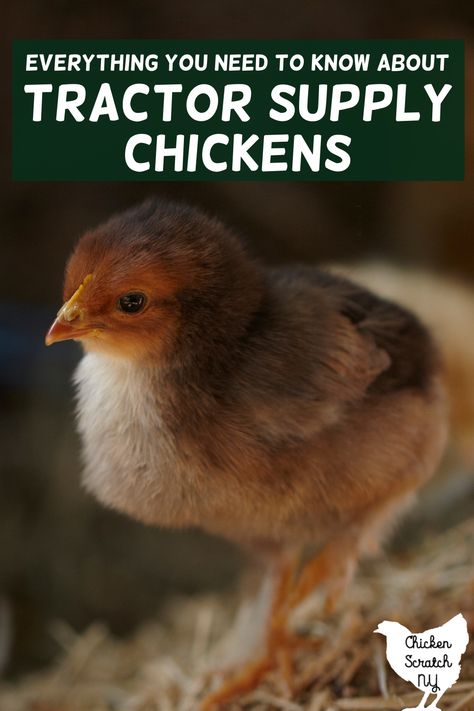 Tractor Supply Chicks, Heritage Chickens, Duck Breeds, Types Of Chickens, Raising Chicks, Bird Barn, Backyard Chicken Coop Plans, Backyard Chicken Farming, Raising Backyard Chickens