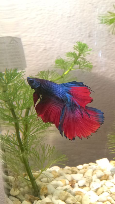 I name my Betta fish after the greats #MarkAnthony #betta #fish #fishythings #blue #red #happy #newhome #diytank Blue And Red Betta Fish, Blue Betta Fish Aesthetic, Fish Pet Aesthetic, Beta Fish Aesthetic, Betta Fish Aesthetic, Red Beta Fish, Blue Beta Fish, Red Betta Fish, Blue Betta Fish