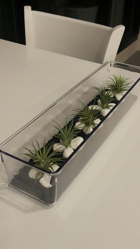 Simple Rectangle Tillandsia Ionantha Decor in your home. Tillandsia Ideas, Air Plants Diy, Tillandsia Ionantha, Air Plants Decor, Air Plants Care, Succulent Garden Design, Plants Diy, Plant Terrarium, Plants Care