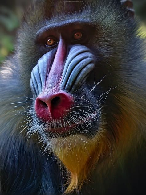 Different Kinds Of Monkeys, Monkeys Photography, Monkey Reference Photo, Mandrill Monkey, Monkey Photography, Smiling Chimpanzee, Types Of Monkeys, Regard Animal, Fun Facts About Animals