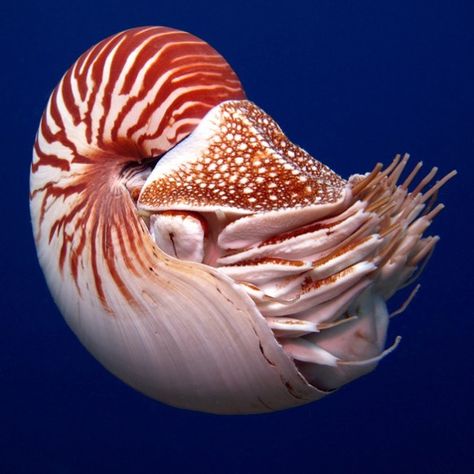 The chambered nautilus is one of six species of nautilus, the only cephalopods (squids, octopuses and relatives) that have external shells.… Octopus Species, Underwater Wonderland, Fishing Activities, Chambered Nautilus, Marine Organism, Underwater Animals, Deep Sea Creatures, Nautilus Shell, Hand Painted Wine Glasses