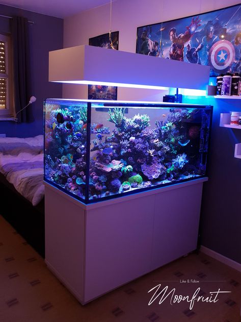 Small Aesthetic Fish Tank, Cool Home Aquariums, Fish Tanks In Bedrooms, Bedroom With Aquarium, Aquarium In Bedroom, Cool Aquariums, Home Aquarium Ideas, Aquarium Bedroom, Aquarium Room