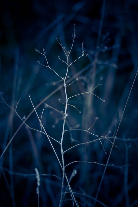 Blue A Tree, In The Dark, Close Up, Dark Blue, Blue