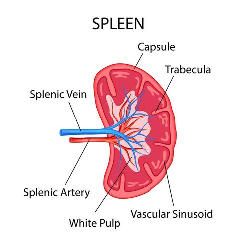 Spleen Anatomy, Human Cell Diagram, Organ Manusia, Human Body Biology, Anatomy Clipart, Biology Games, Muscular System Anatomy, Education Drawing, Human Cell