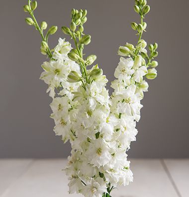 White Larkspur Flower, White Larkspur Bouquet, Tall White Flowers, White Delphinium Wedding, White Stock Flower, White Stocks, White Delphinium, Ceremony Arrangements, White Larkspur