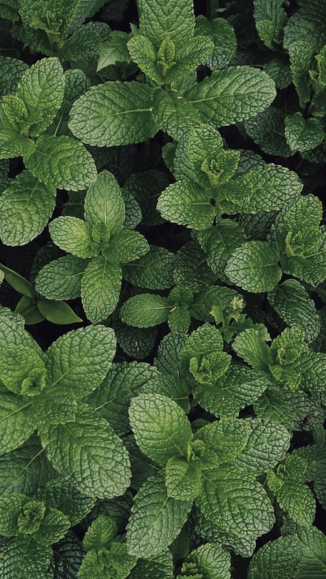 Spearmint Tea Benefits, Mint Green Wallpaper, Growing Mint, Chin Hair, Spearmint Tea, Magia Das Ervas, Mint Plants, Mosquito Repelling Plants, Tea Benefits