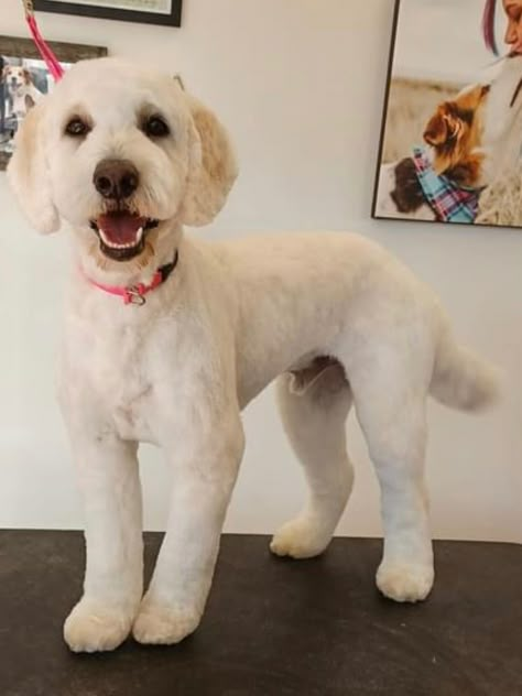 Short Dog Haircut, Short Doodle Haircut, Cockapoo Haircut Styles, Fluffy Haircuts, Cockapoo Grooming, Doodle Haircuts, Doodle Cuts, Labradoodle Grooming, Goldendoodle Haircuts