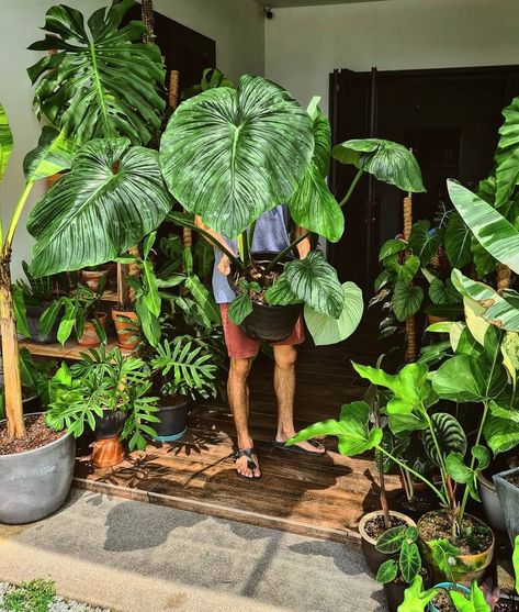 🌿 House of Plants 🌿 on Instagram: “Look at those leaves 👀  #philodendronmamei //📸 @justp_lantit” Philodendron Mamei, Amazing Plants, Plant Care Houseplant, Outdoor Plant, Room With Plants, Instagram Look, Plant Collection, Urban Jungle, Vertical Garden