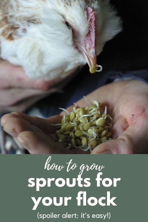 Sprouting Seeds For Chickens, How To Sprout Lentils For Chickens, Growing Sprouts For Chickens, Growing Lentils For Chickens, Lentil Sprouts For Chickens, Sprouting Lentils For Chickens, Lentils For Chickens, Sprouts For Chickens, Growing Chicken Feed