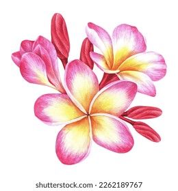 Plumeria Illustration, Flores Plumeria, Wreath Drawing, Plumeria Flowers, Drawing Flowers, Watercolor Flower Art, Mural Wall Art, Okinawa, Botanical Illustration