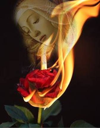 Rose On Fire, Burning Flowers, Burning Rose, Photo Rose, Fire Photography, Fire Flower, Aesthetic Roses, Rosé Aesthetic, Trendy Flowers